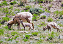 Ovis Canadensis